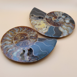 Ammonit fossil med holder