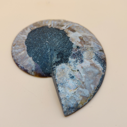 Ammonit fossil med holder