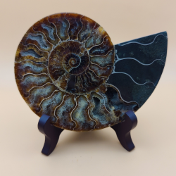 Ammonit fossil med holder