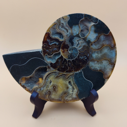 Ammonit fossil med holder