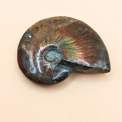 Ammonit Fossiler med Regnbueshine