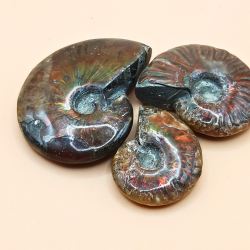 Ammonit Fossiler med Regnbueshine