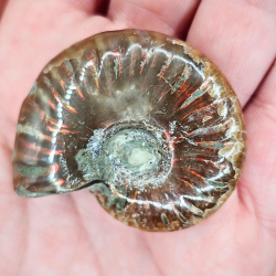 Ammonit Fossiler med Regnbueshine