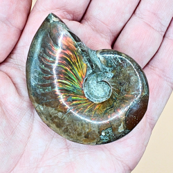 Ammonit Fossiler med Regnbueshine