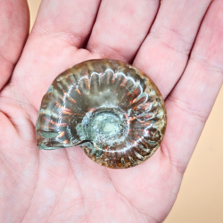 Ammonit Fossiler med Regnbueshine