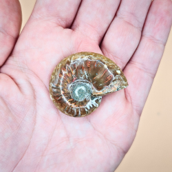 Ammonit Fossiler med Regnbueshine