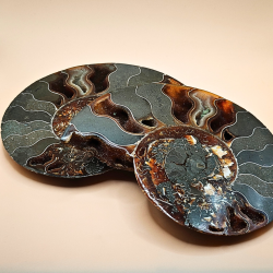 Ammonit Fossiler Stor