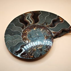 Ammonit Fossiler Stor