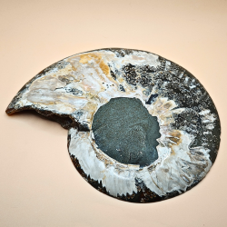 Ammonit Fossiler Stor
