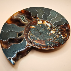 Ammonit Fossiler Stor