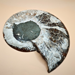 Ammonit Fossiler Stor