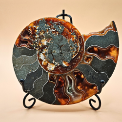 Ammonit Fossiler Stor