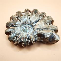 Ammonit Fossiler Hele