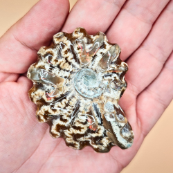 Ammonit Fossiler Hele