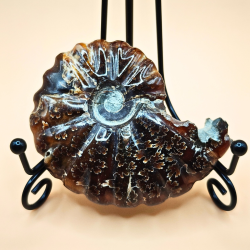 Ammonit Fossiler Hele