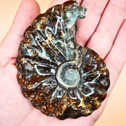 Ammonit Fossiler Hele