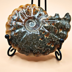 Ammonit Fossiler Hele