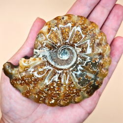 Ammonit Fossiler Hele