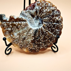 Ammonit Fossiler Hele