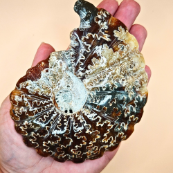 Ammonit Fossiler Hele