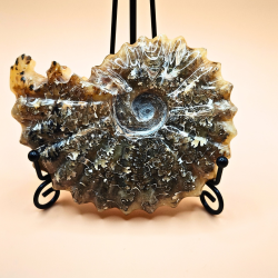 Ammonit Fossiler Hele