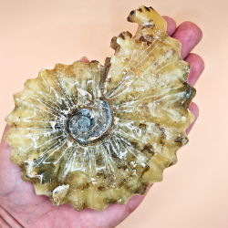 Ammonit Fossiler Hele