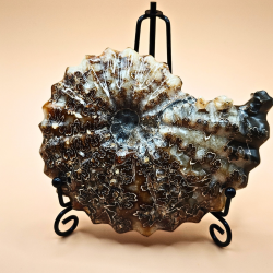 Ammonit Fossiler Hele