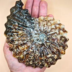 Ammonit Fossiler Hele