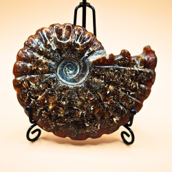 Ammonit Fossiler Hele