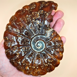 Ammonit Fossiler Hele