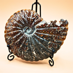 Ammonit Fossiler Hele