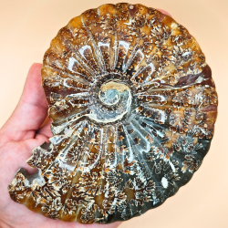 Ammonit Fossiler Hele