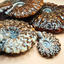 Ammonit Fossiler Hele