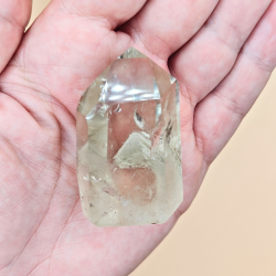 Citrin Trne Champagne Farvet