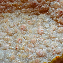 Hjerte i Super Ekstra Kvalitet  fra Uruguay