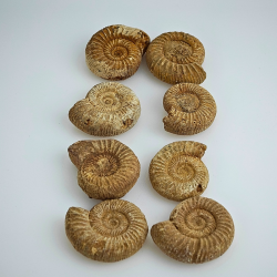 Naturlig ammonit � r� fossil