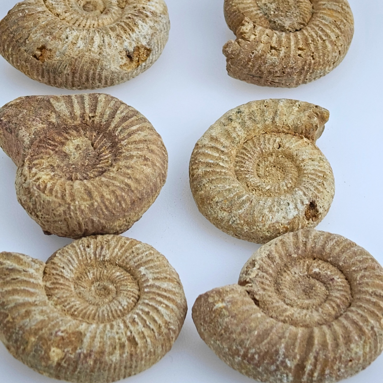 Naturlig ammonit � r� fossil