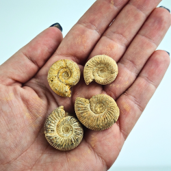 Naturlig ammonit � r� fossil