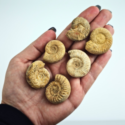 Naturlig ammonit � r� fossil