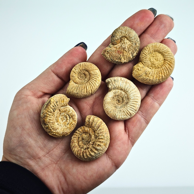 Naturlig ammonit � r� fossil