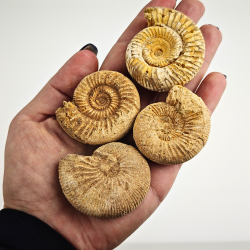 Naturlig ammonit � r� fossil