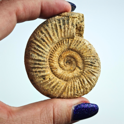Naturlig ammonit � r� fossil
