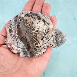 Skildpadde i Picture Jasper